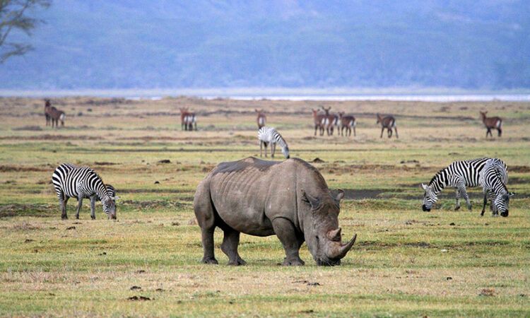 Ngorongoro Crater — Tanzania safari destination
