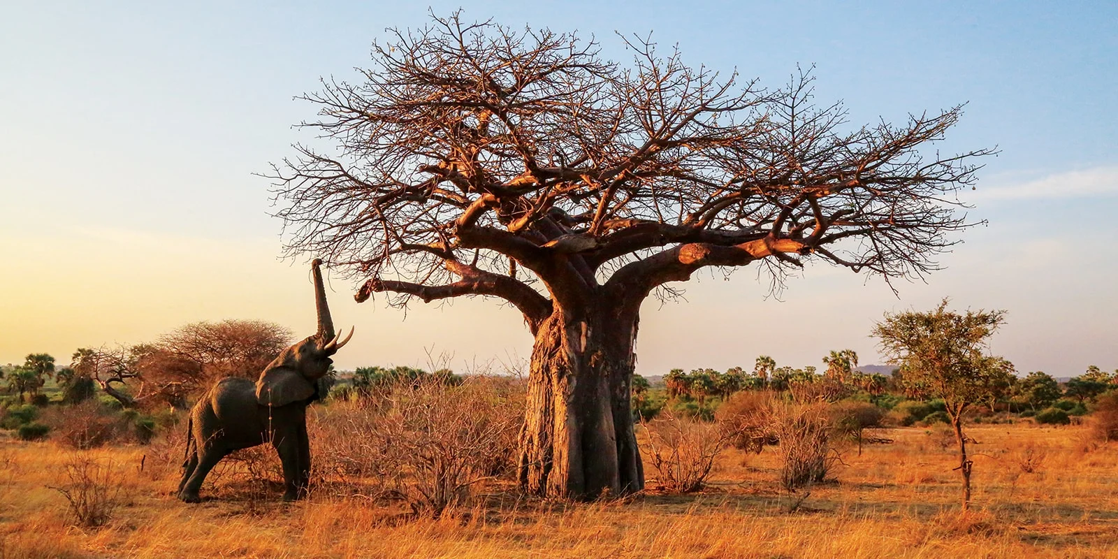 Ruaha National Park — Tanzania safari destination