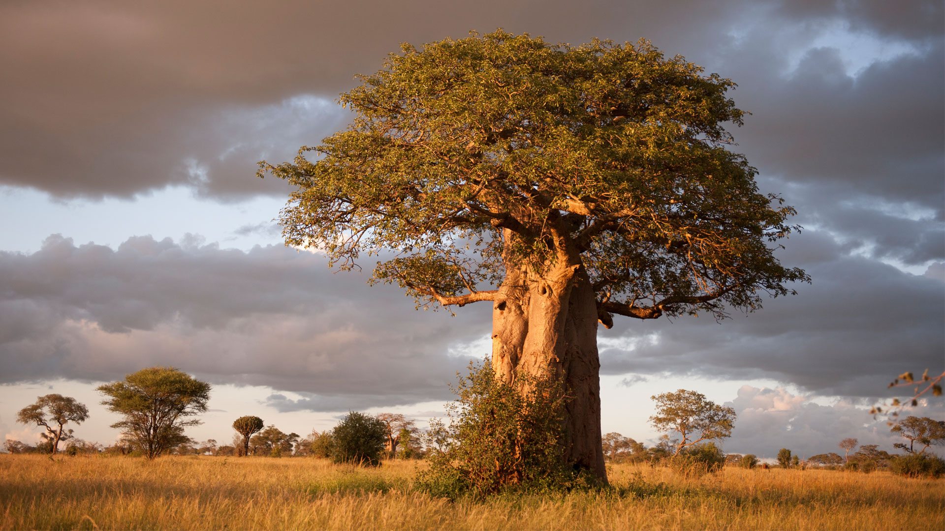 Tarangire National Park — Tanzania safari destination